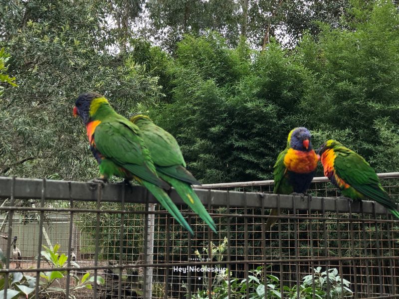 悉尼費瑟戴爾野生動物園