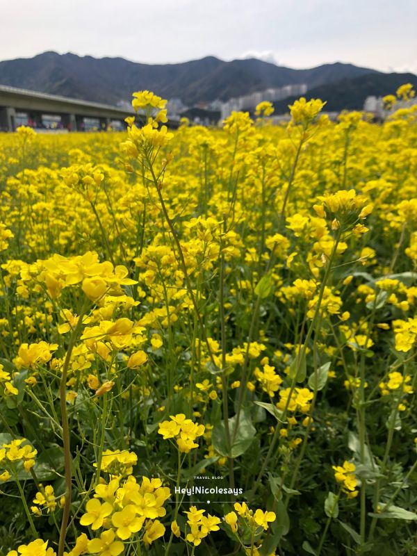 釜山洛東江油菜花慶典
