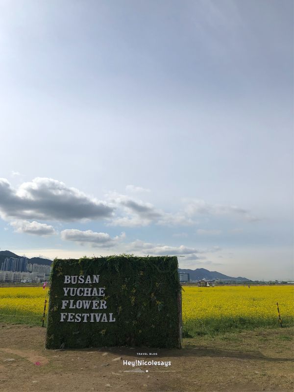 釜山洛東江油菜花慶典