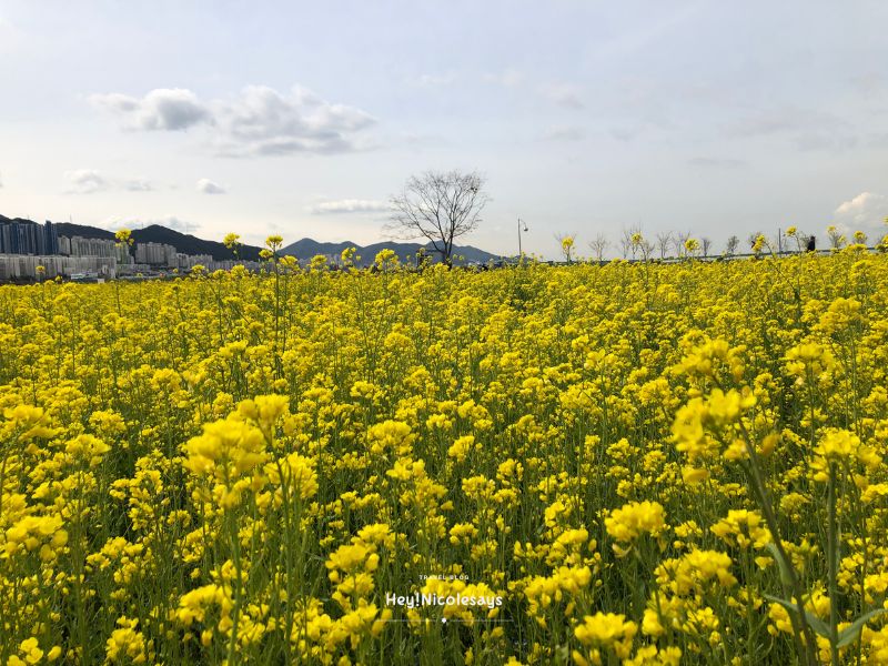 釜山洛東江油菜花慶典