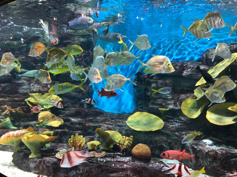濟州Aqua Planet海洋世界