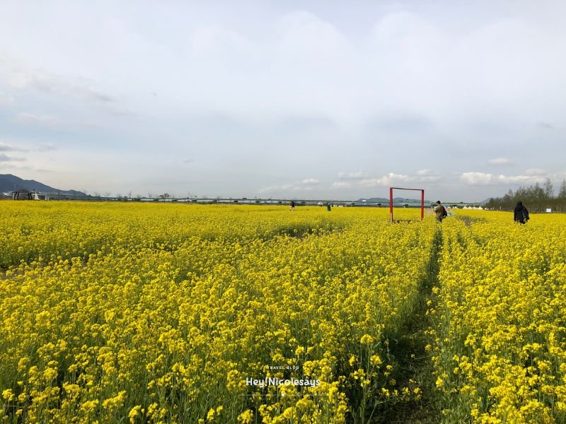 釜山洛東江油菜花慶典