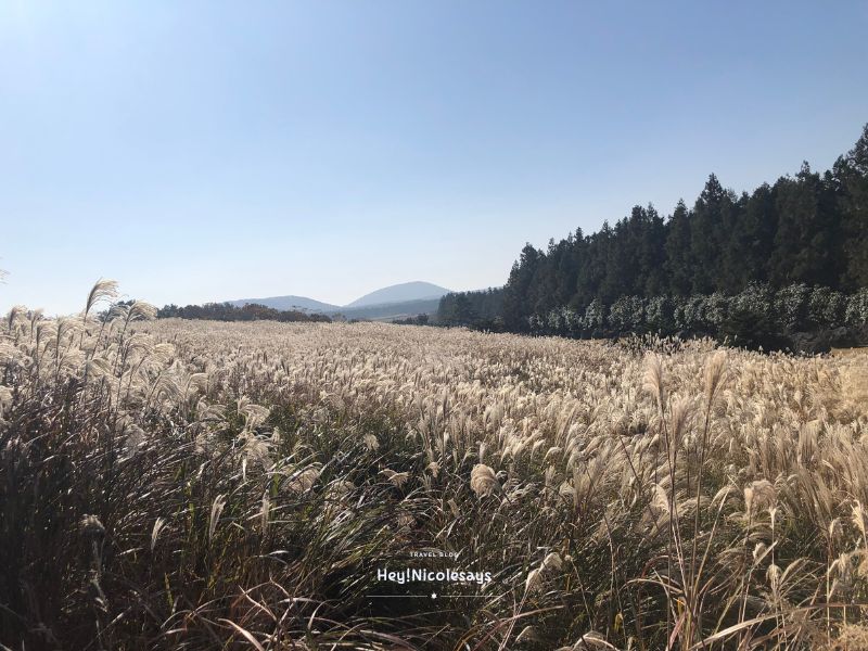山君不離