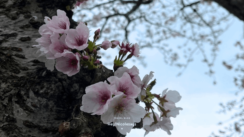 草場川櫻花