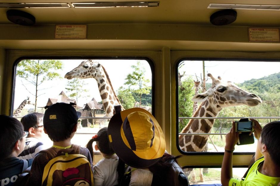 愛寶樂園（Everland Seoul）