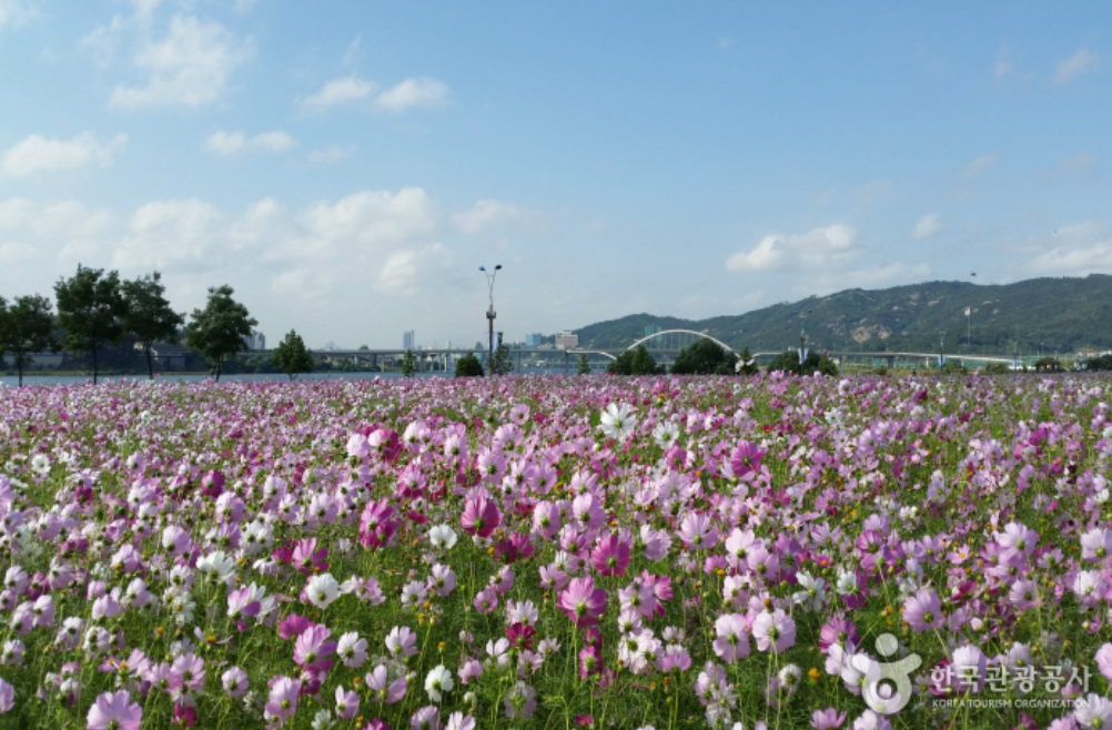首爾近郊一日遊推薦- 九里市民漢江公園(波斯菊公園)